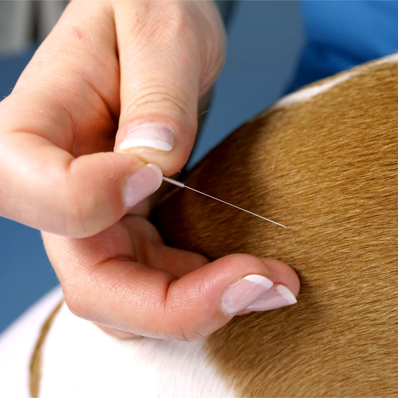 Veterinary Acupuncture, Voorhees Vet