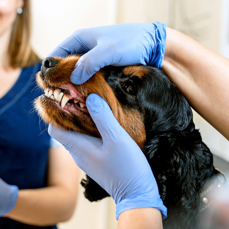 Dog undergoing an examination at a dog dentist in Voorhees