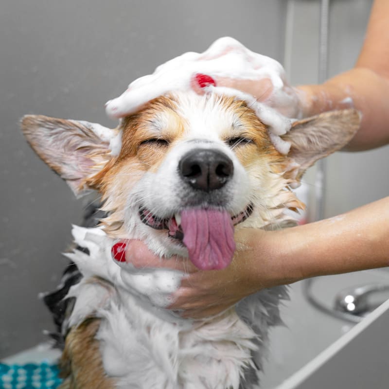 Pet Bathing & Grooming