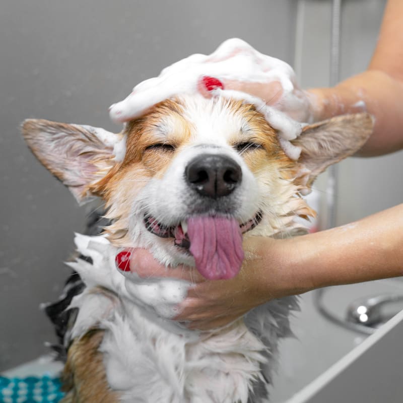 Petland grooming outlet