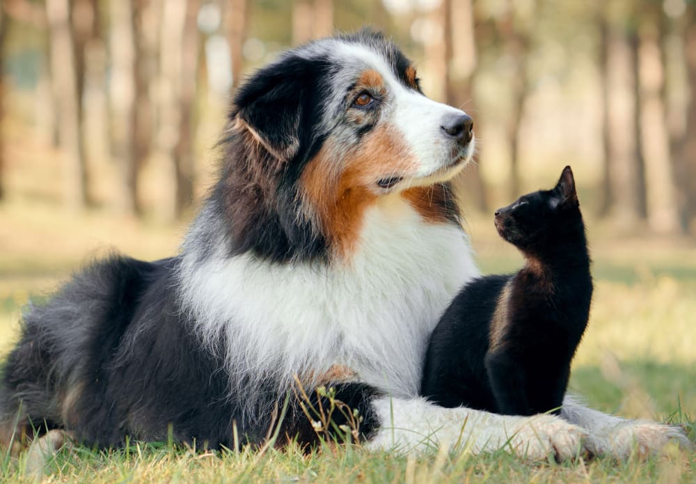 Welcome to Our Animal Hospital